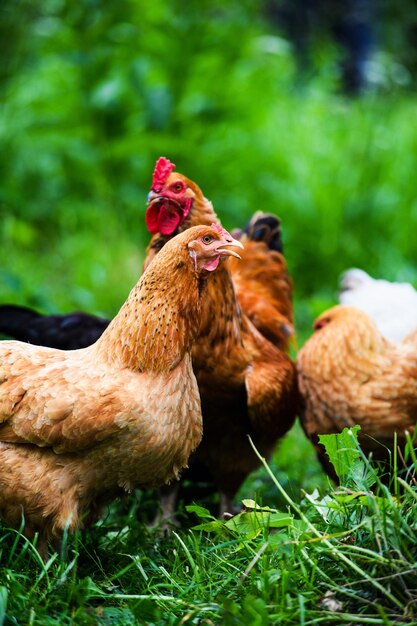 Chickens on a homestead